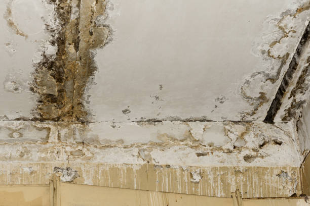 Forensic Mold Investigation in Bogalusa, LA